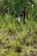 Image of Coastal-Plain Yellow-Eyed-Grass