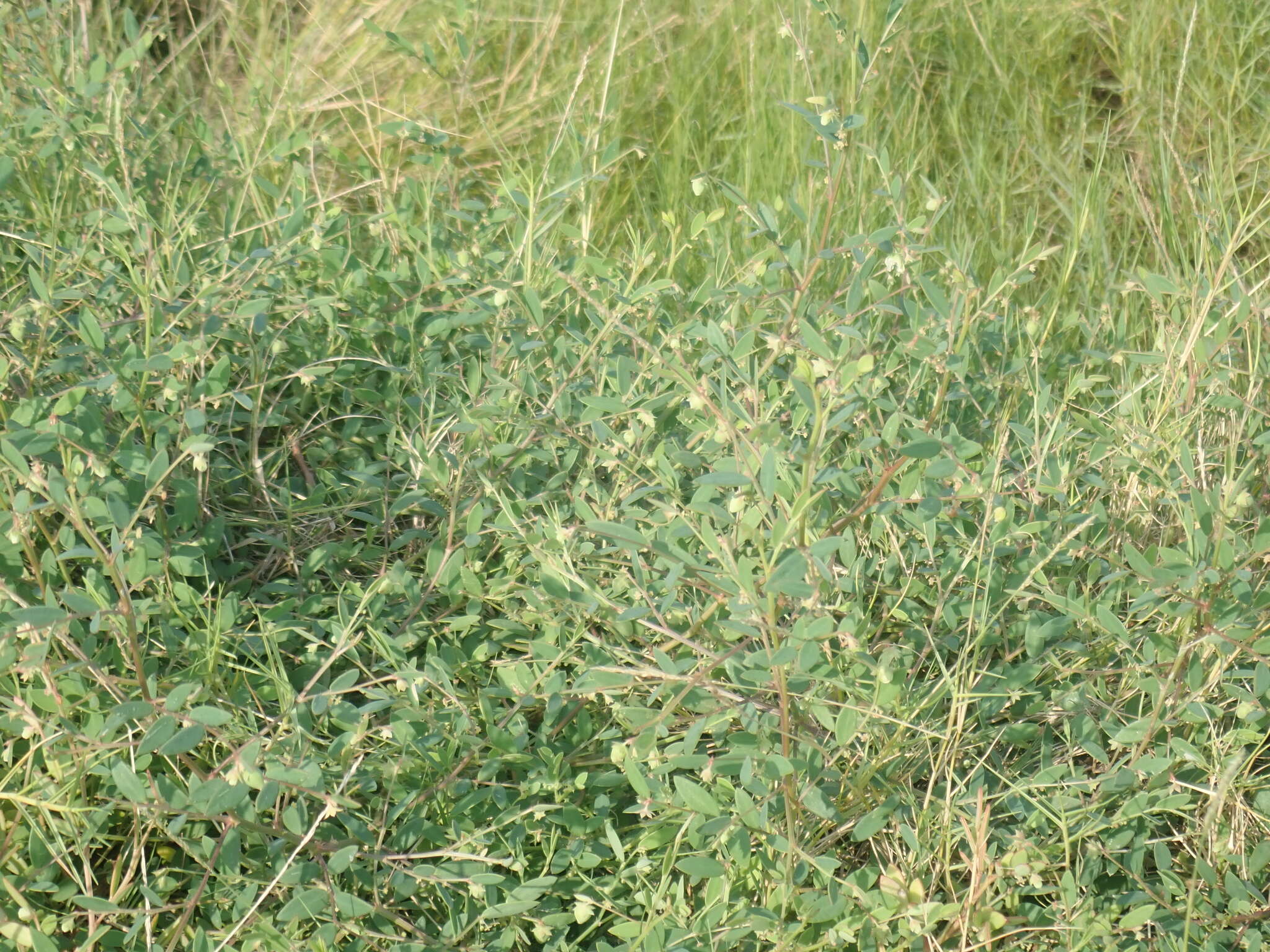 Image of Synostemon bacciformis (L.) G. L. Webster