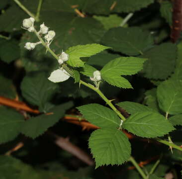 Image of Himalayan berry