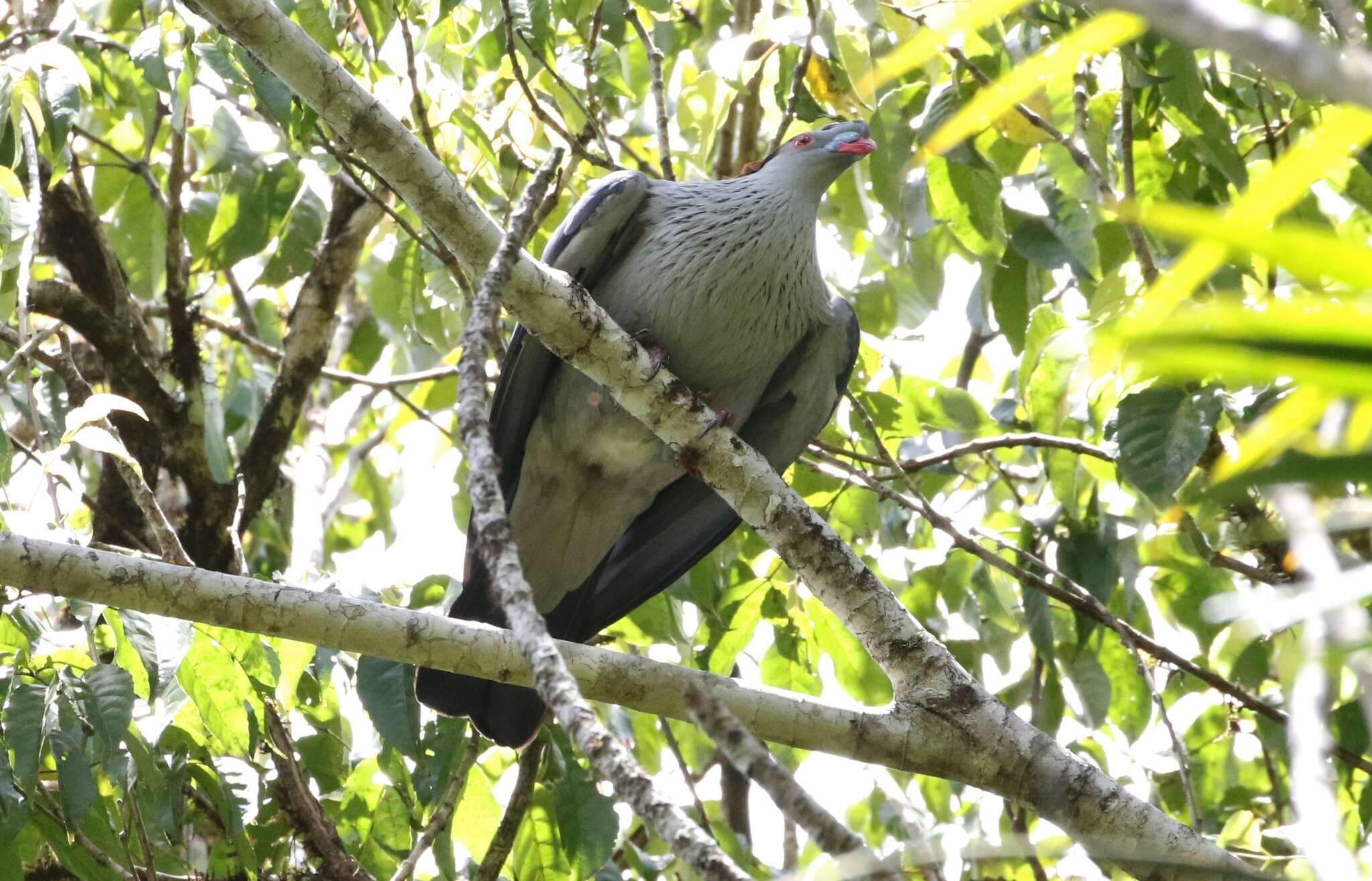 Image of Topknot Pigeons