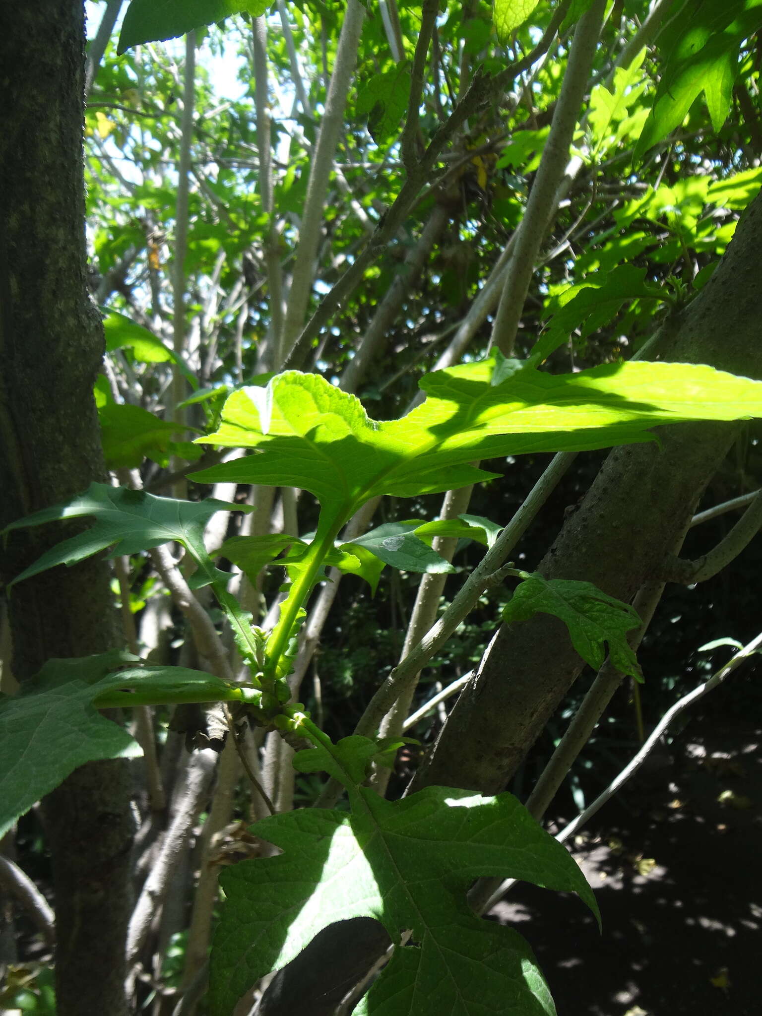 Image of Montanoa grandiflora (DC.) Hemsl.