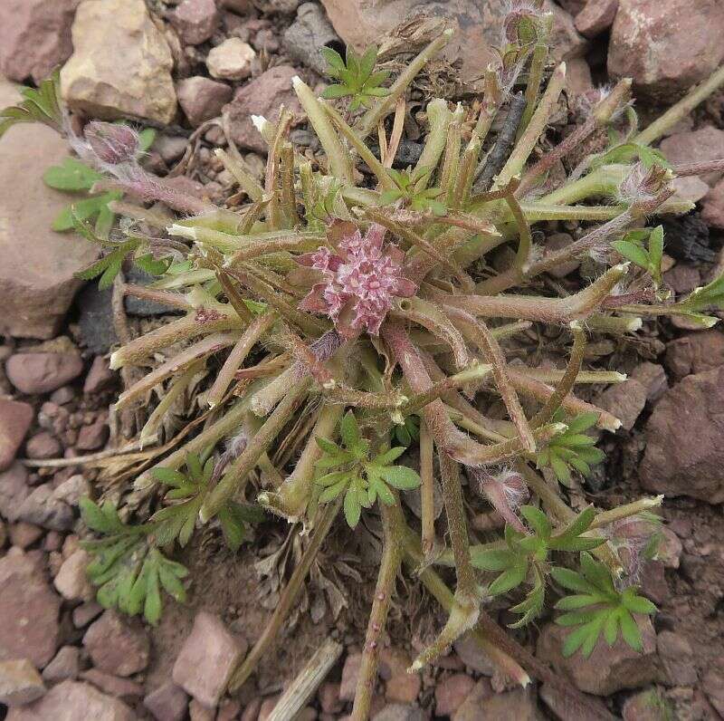 Image de Actinotus gibbonsii F. Müll.