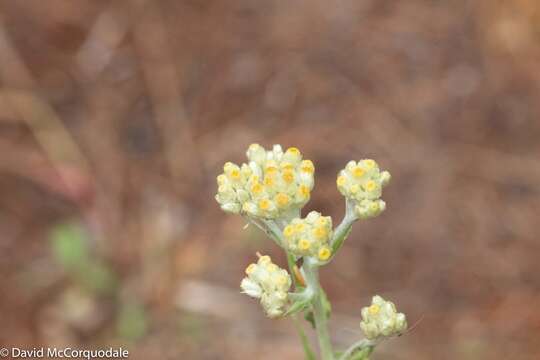 Image of Macoun's cudweed