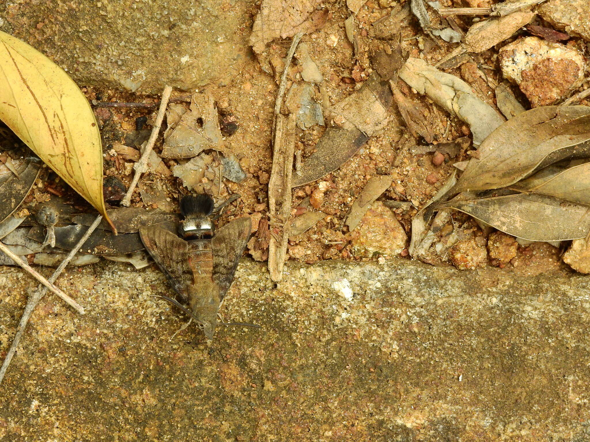 Image of Macroglossum gyrans Walker 1856