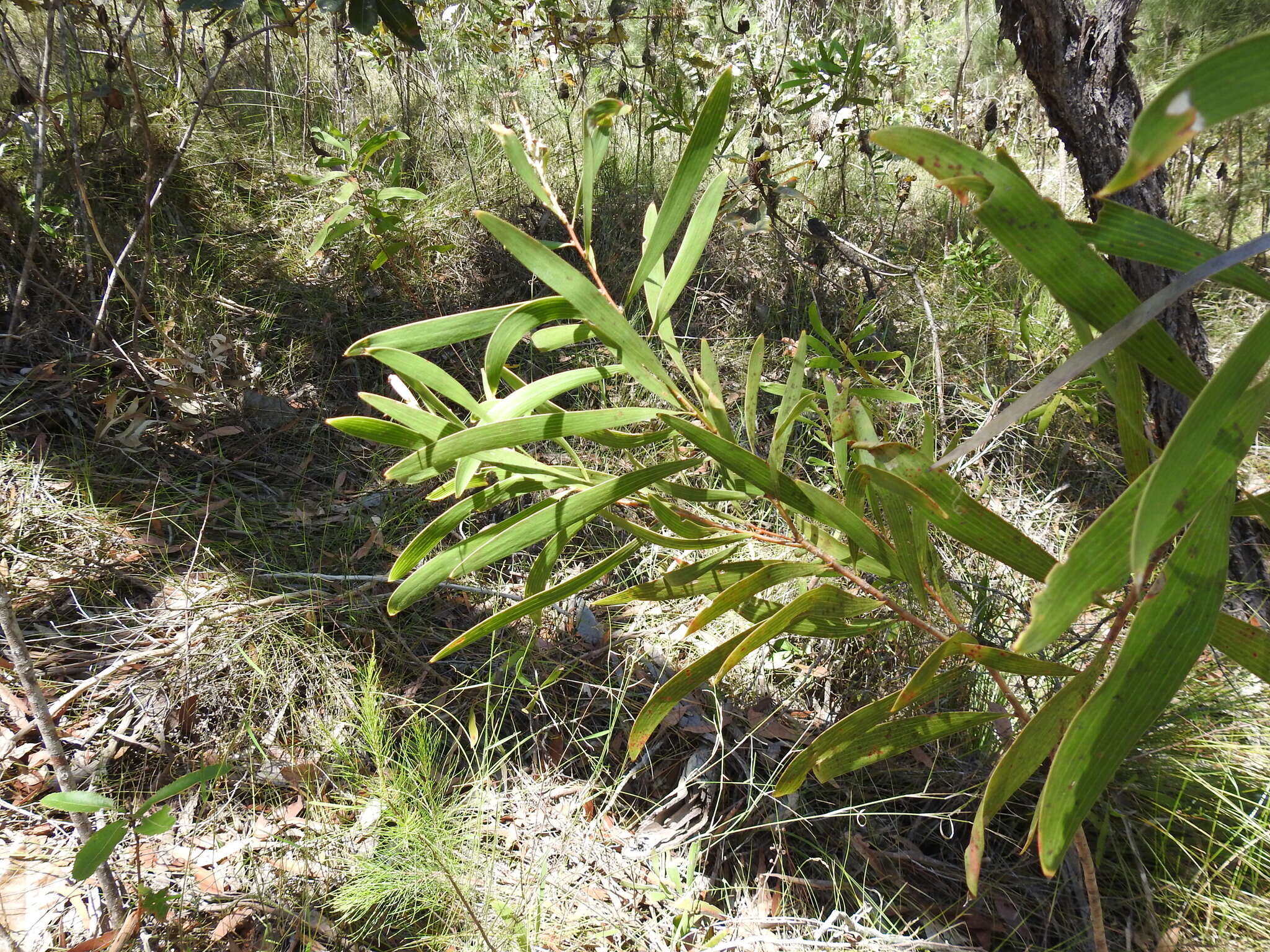 Imagem de Hakea benthamii I. M. Turner