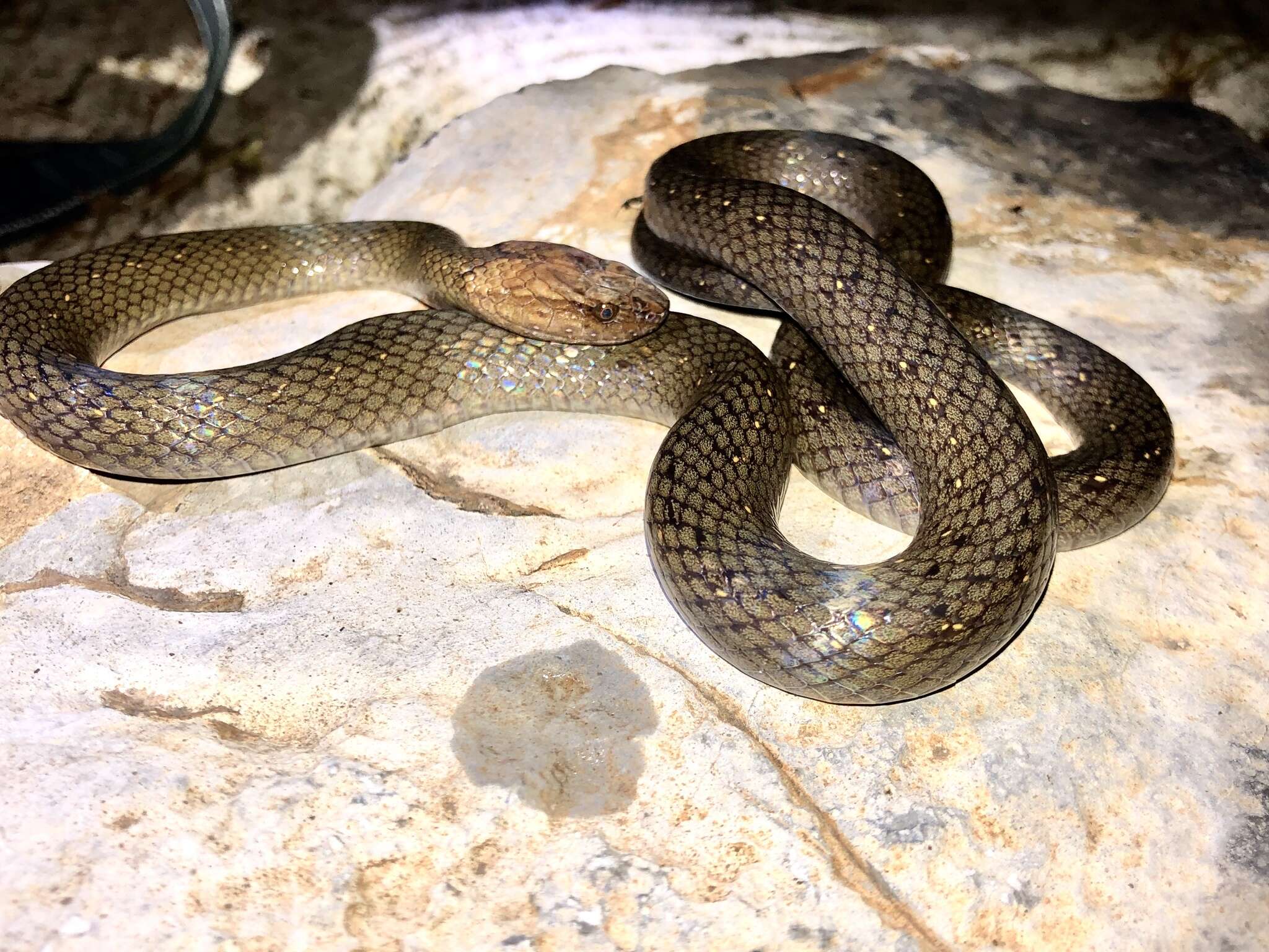 Image of Rustyhead Snake