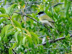 Image of Green-backed Becard