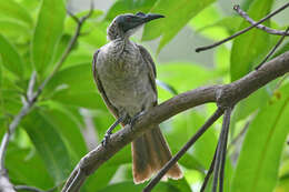 Image of Silver-crowned Friarbird