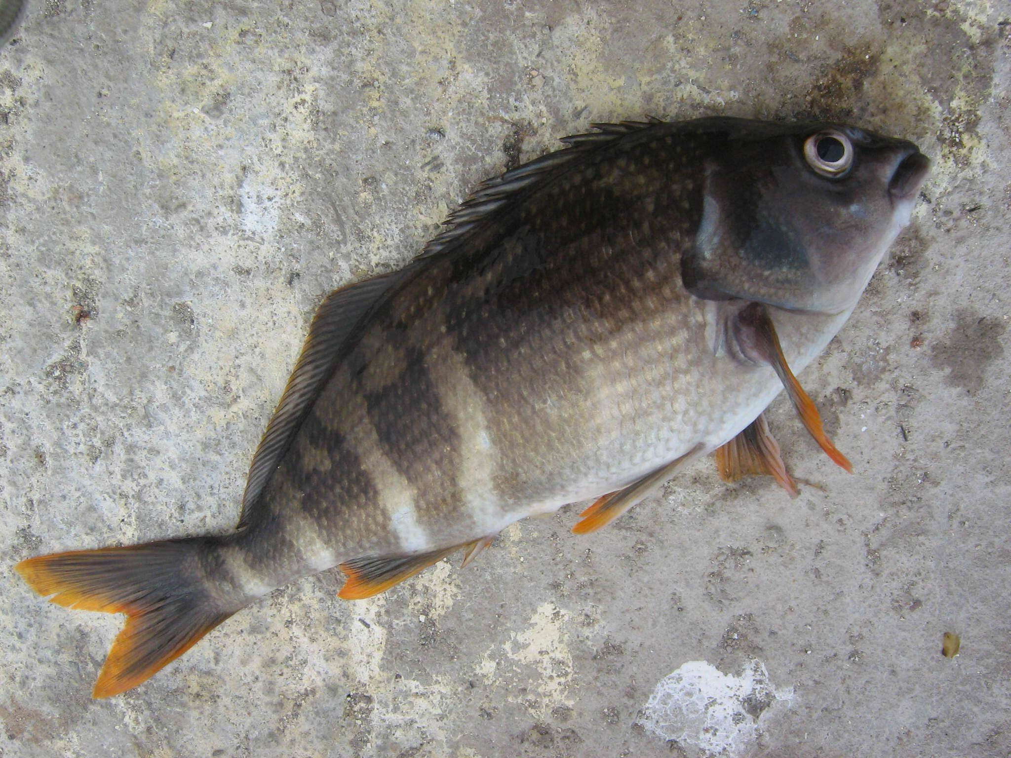 Image of Peruvian morwong