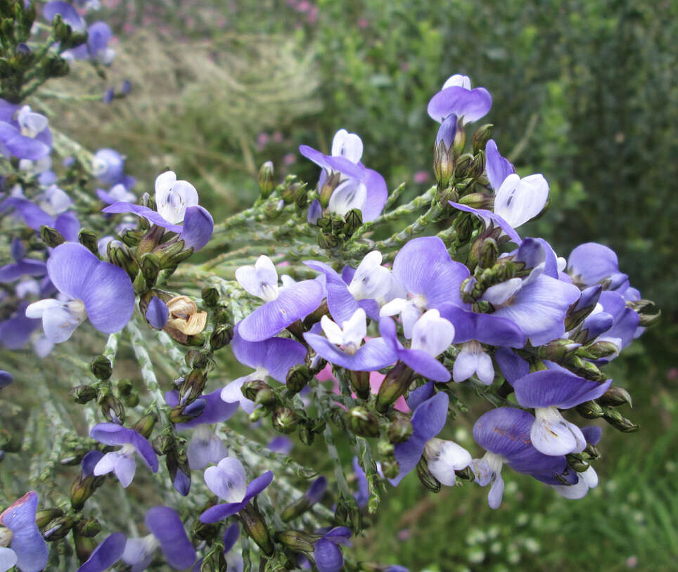 Plancia ëd <i>Psoralea congesta</i>