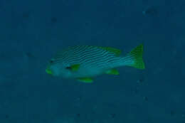 Image of Diagonal banded sweetlips