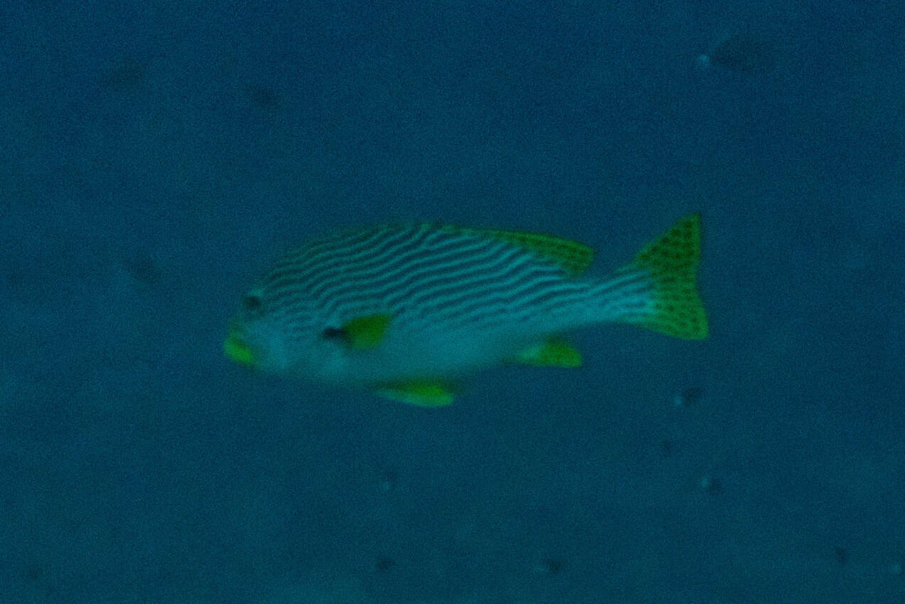 Image of Diagonal banded sweetlips