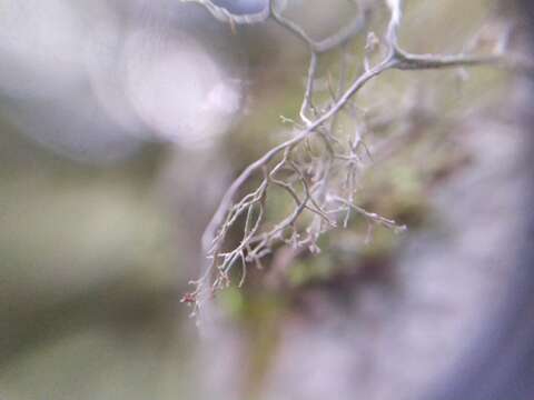 Image of Peruvian cartilage lichen