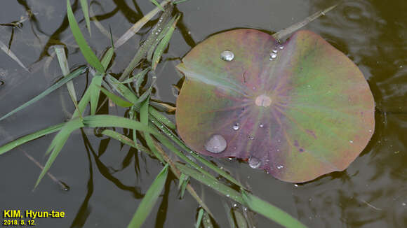 Image of sacred lotus