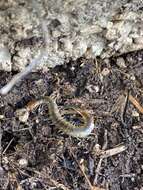 Image of Oranian Giant Centipede