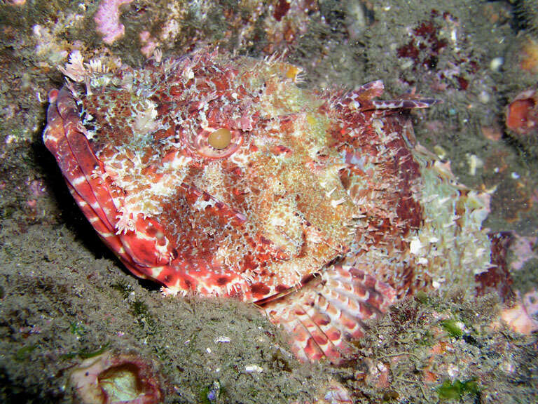 Image of Eastern Red scorpionfish