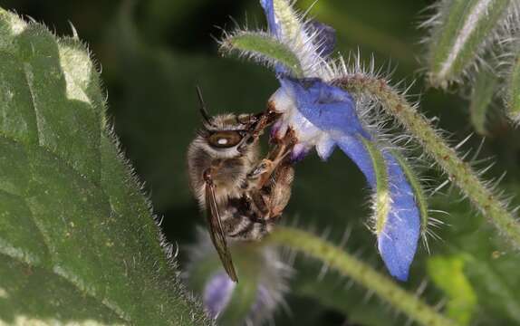 Image of Anthophora crassipes Lepeletier 1841