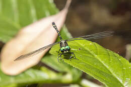 Image of Variable Tigertail