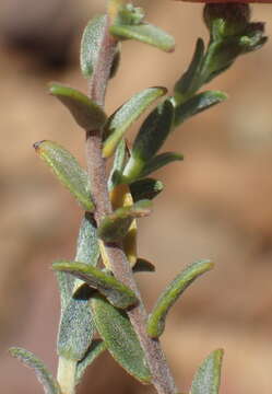 Image of Lobostemon echioides Lehm.