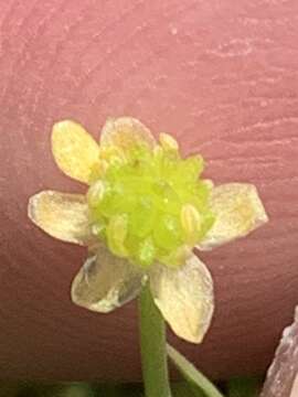 Image of Carter's buttercup