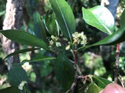 Image of Triflorensia cameronii (C. T. White) S. T. Reynolds