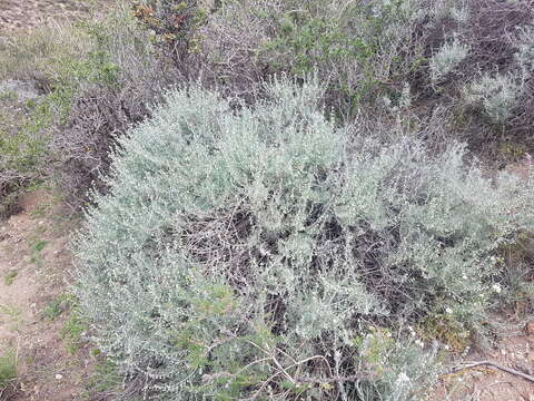 Image of Artemisia mendozana DC.