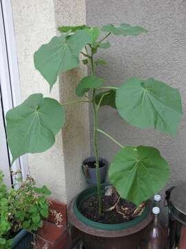 Image of Indianmallow