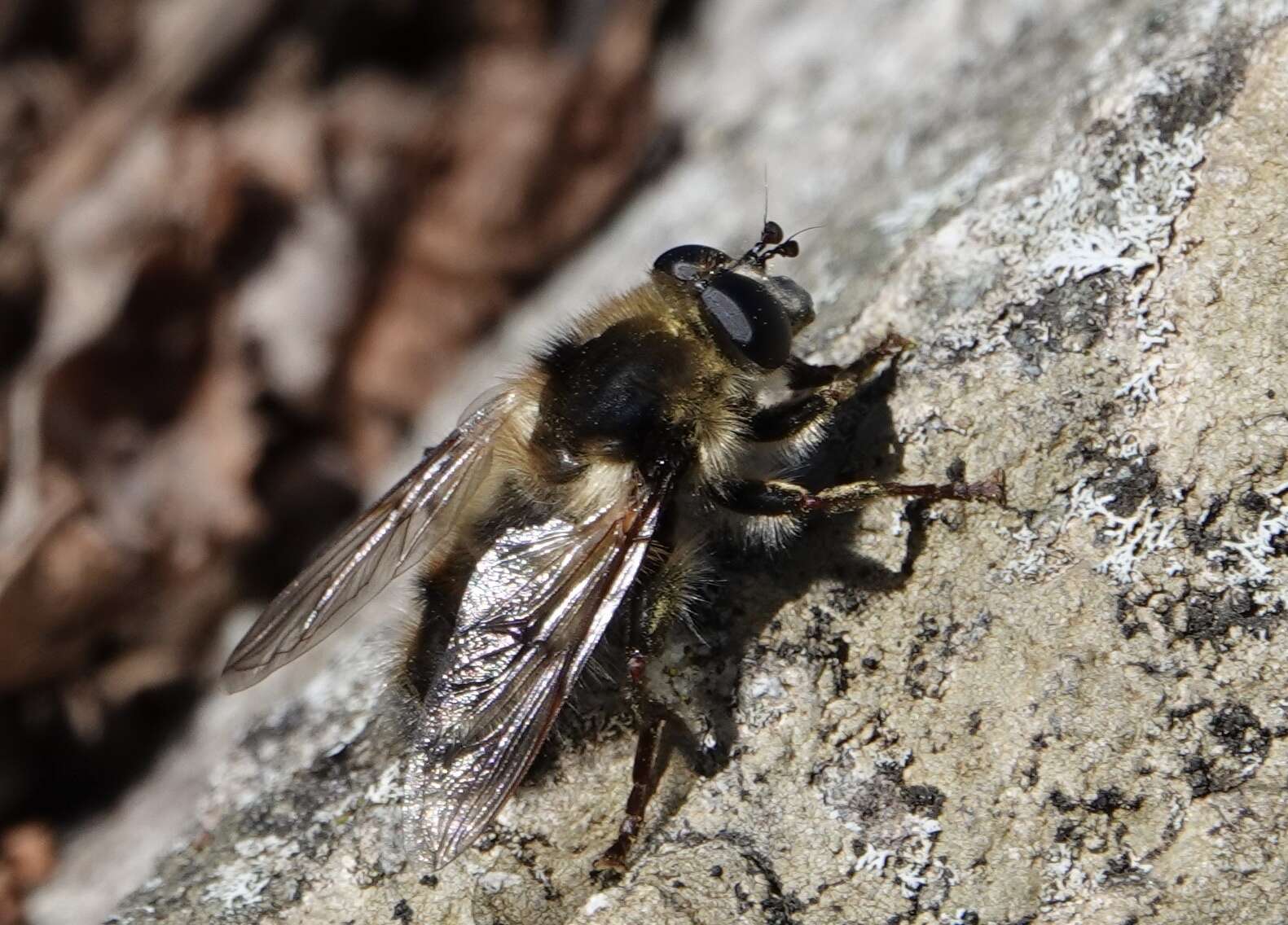 Image de Criorhina verbosa (Walker 1849)