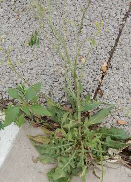 Image of smallflower hawksbeard