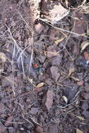 Image of Phidippus phoenix Edwards 2004