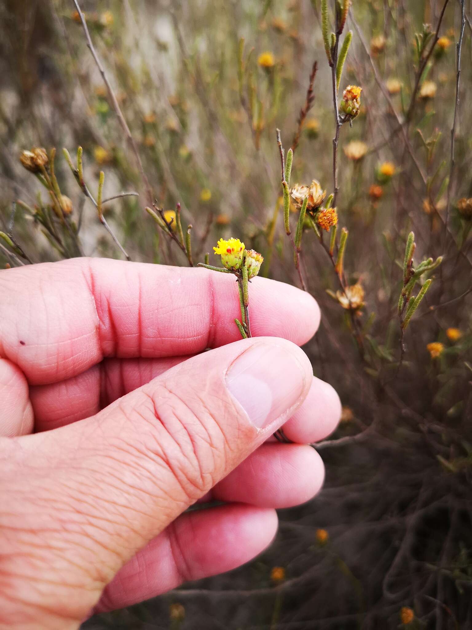 Imagem de Marasmodes defoliata S. Ortiz