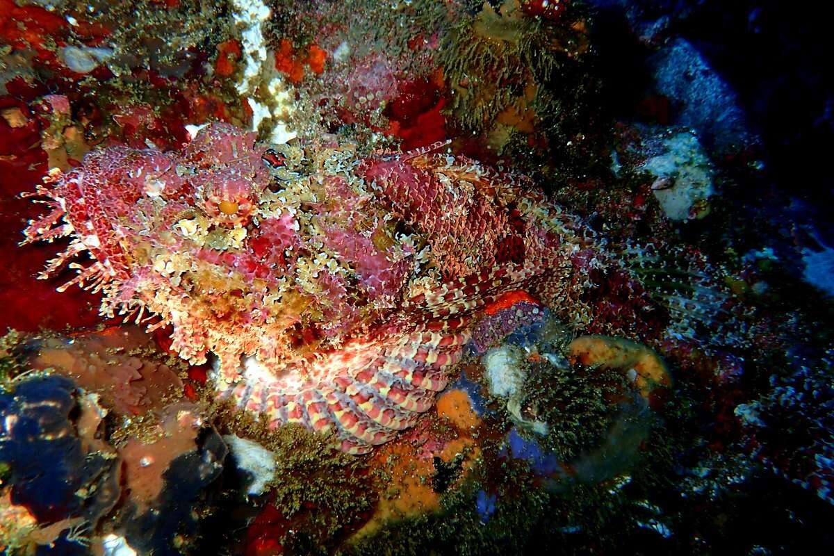 Image of Pacific Spotted Scorpionfish