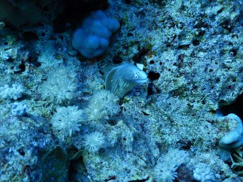 Image of Geometric moray