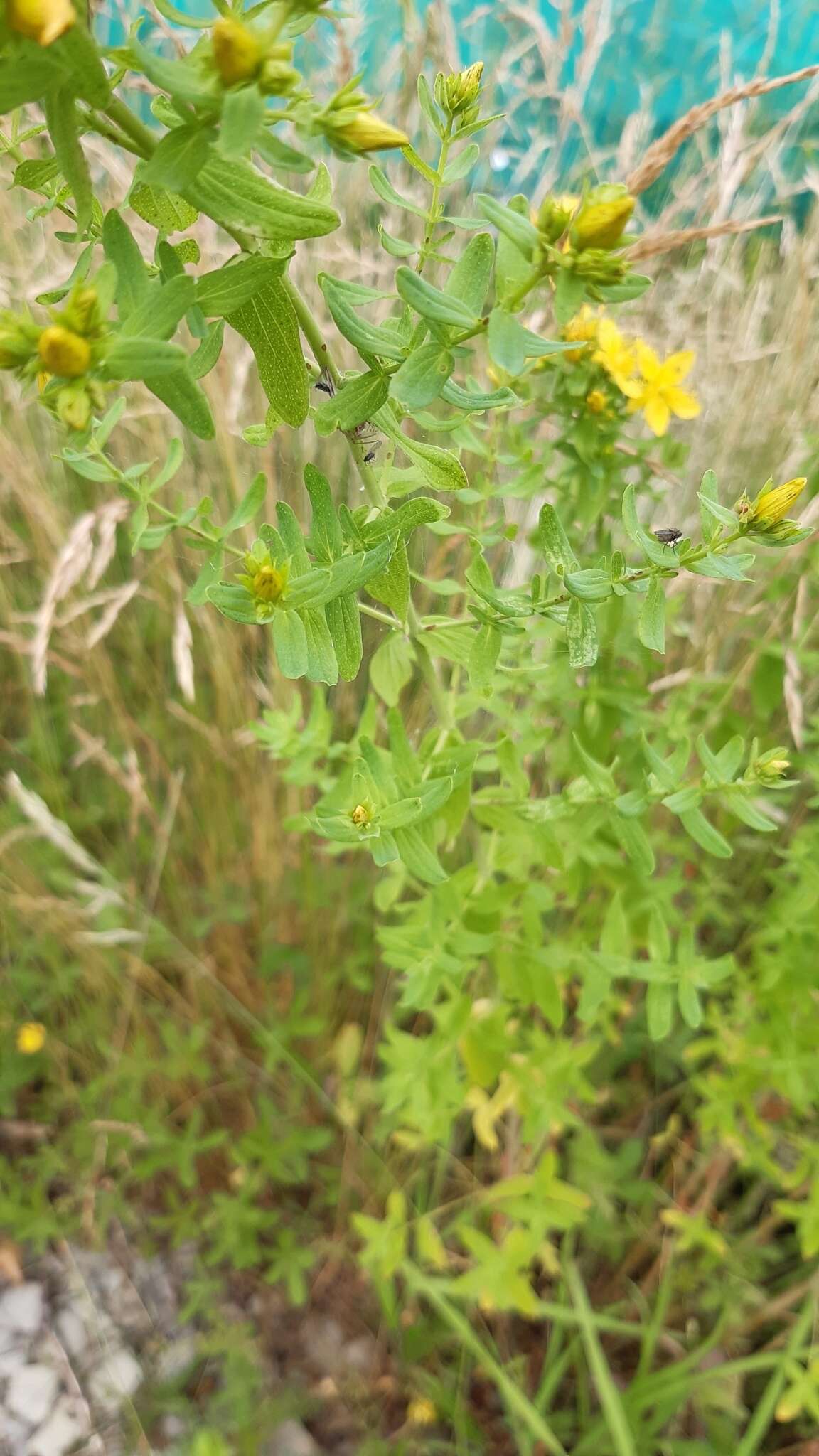 Sivun Hypericum desetangsii Lamotte kuva