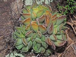 Imagem de Adromischus cristatus (Haw.) Lem.