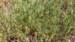 Image of blister vetch