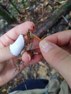 Image of Blotchbelly Anole