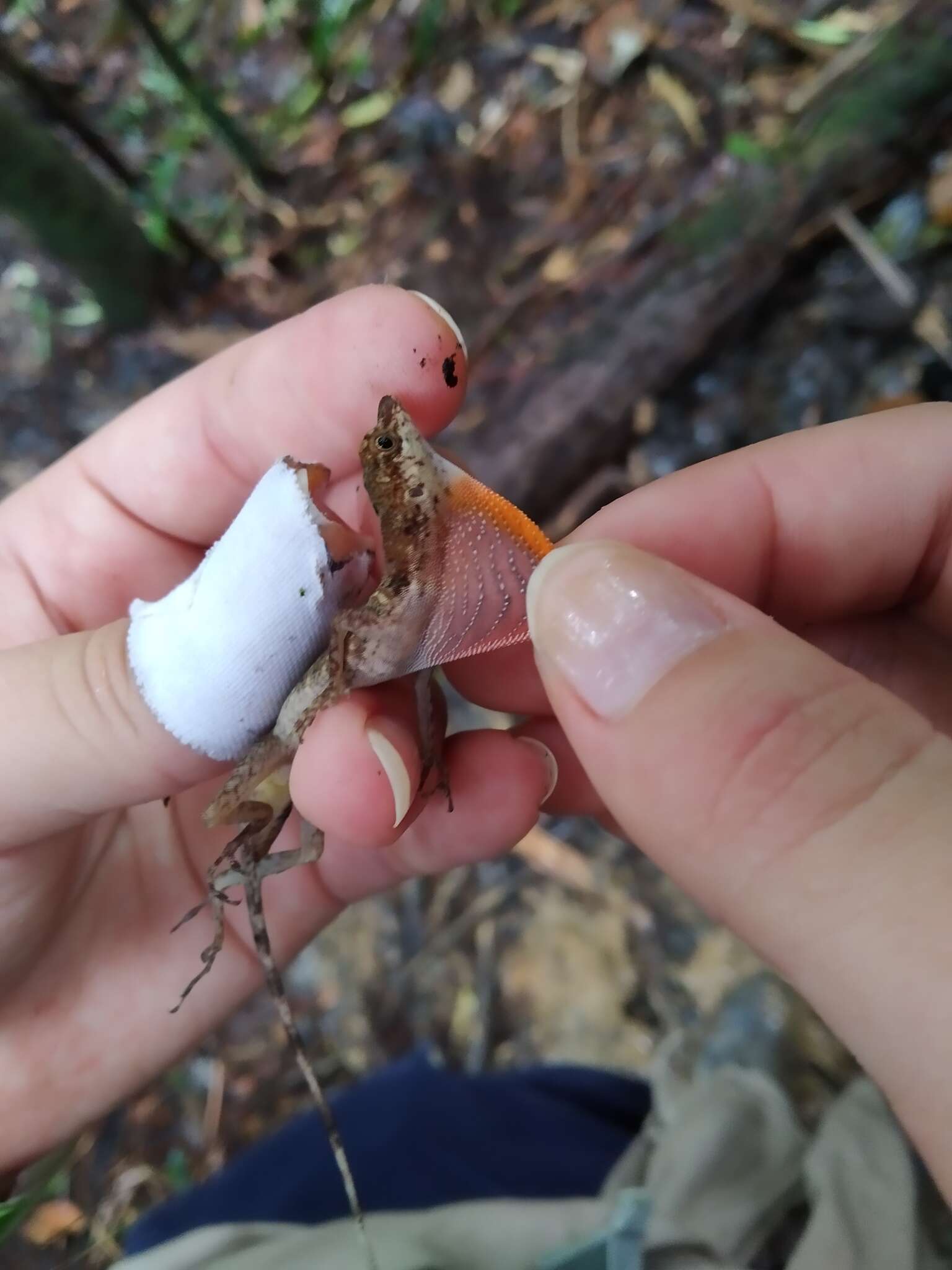 Image of Blotchbelly Anole