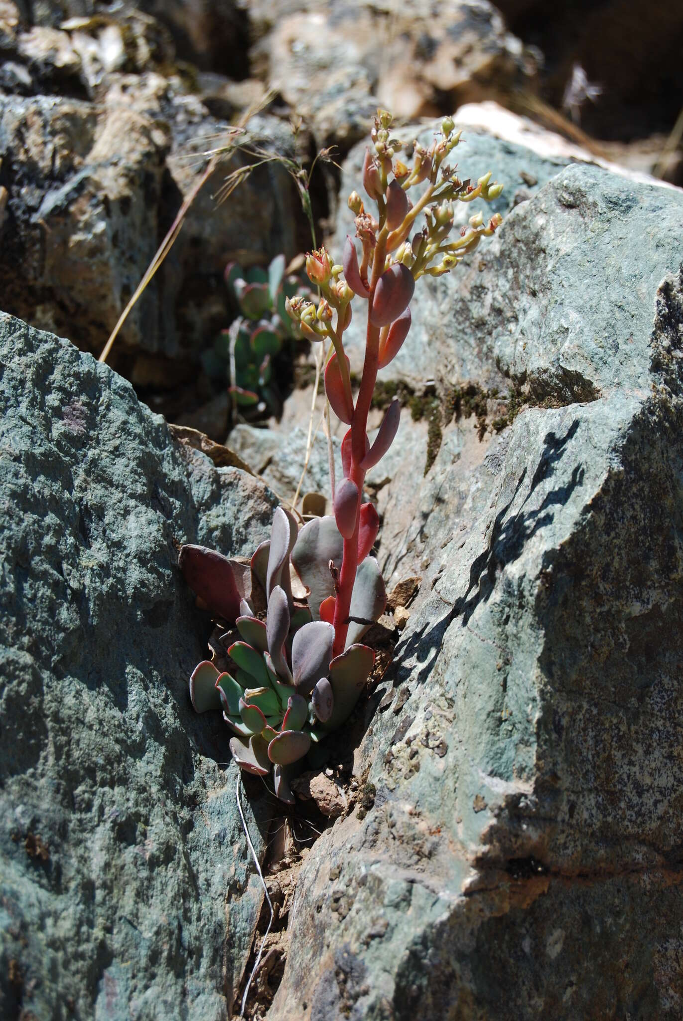 Слика од Sedum paradisum subsp. paradisum