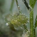 Image of dendritic nudibranch