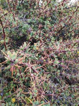 Image of Berberis cretica L.