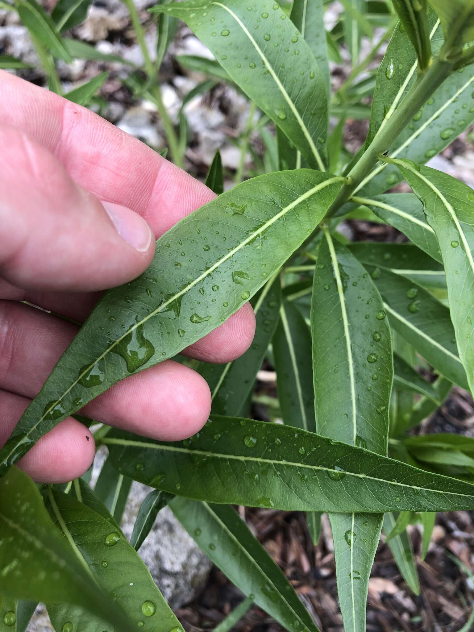 Image of Ozark bluestar