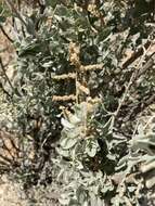 Image of Atriplex nummularia subsp. nummularia