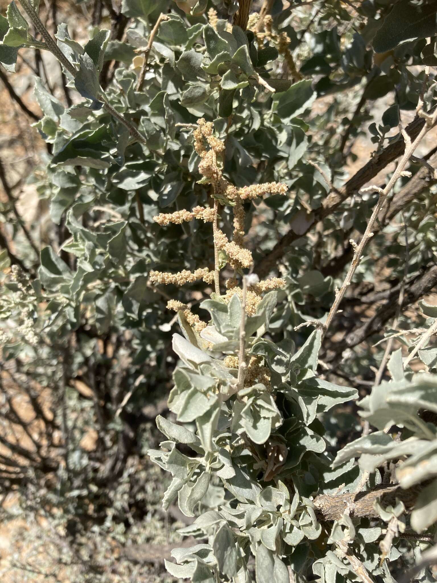 Image de Atriplex nummularia subsp. nummularia