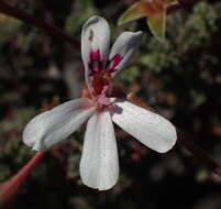 Image of Pelargonium abrotanifolium (L. fil.) Jacq.