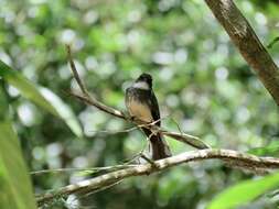 Image of Northern Fantail