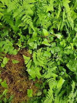 Plancia ëd Galium kamtschaticum Steller ex Schult. & Schult. fil.