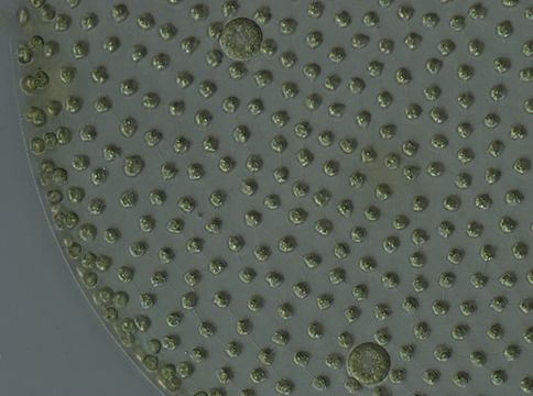 Image of Globe Algae