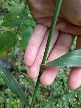 Image of Sweet Wood-Reed