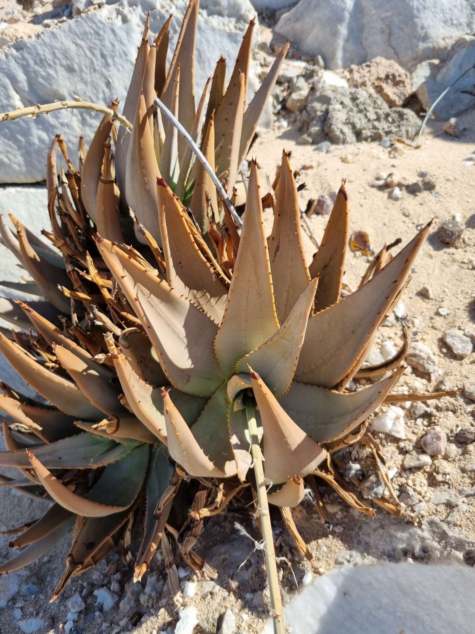 Image of Aloe asperifolia A. Berger